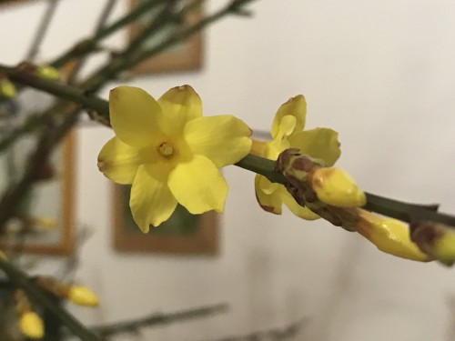 Téli jázmin