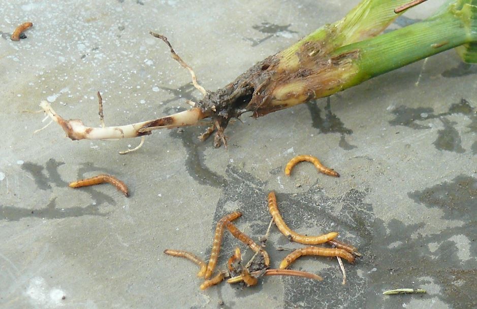 drotféreg kukorica kordicepsz és paraziták